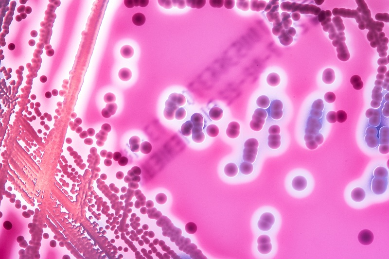 Search Pathogen Results